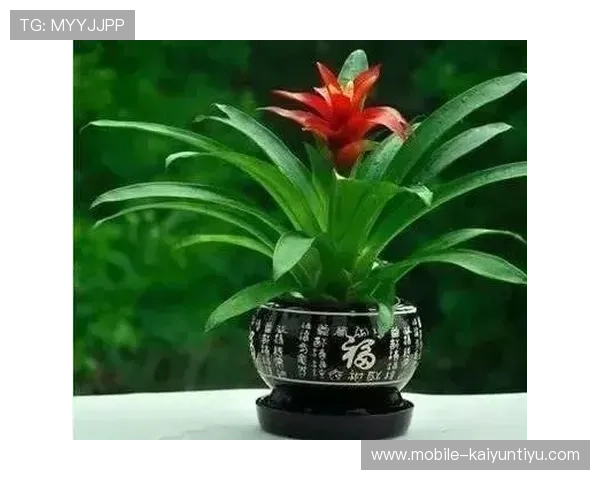 选择合适的开运网站app提升个人运势的实用建议